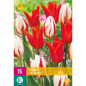 Adventure tulip bulbs