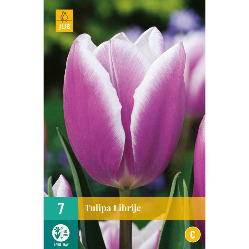 cebula tulipana librije fioletowy