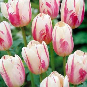Bulb tulip sorbet white and pink
