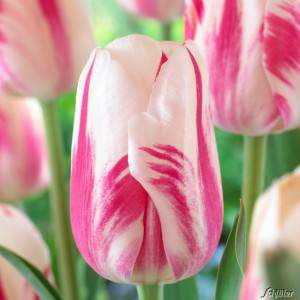 Sorvete de tulipa bulbo branco e rosa