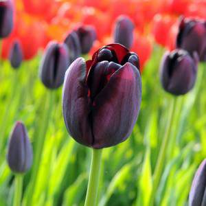 Bulb tulip queen of night black