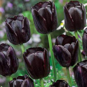 Bulbo tulipano queen of night nero