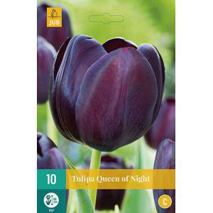 Glühbirne Tulpe Königin der Nacht schwarz