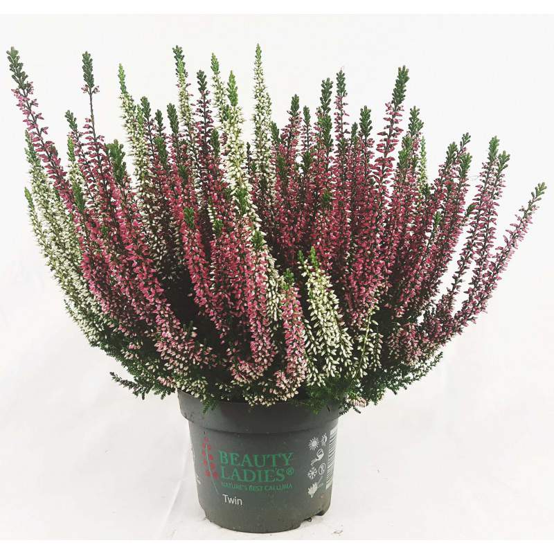 ERICA CALLUNA BICOLOR RED and WHITE