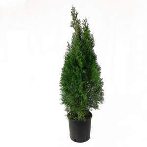 Thuja occidentalis Smaragd Wazon 22 cm