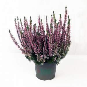 Erica Calluna rose