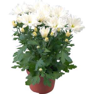Chrysanthemum -...
