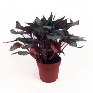 Begonia rex wazon 12 liści różowy