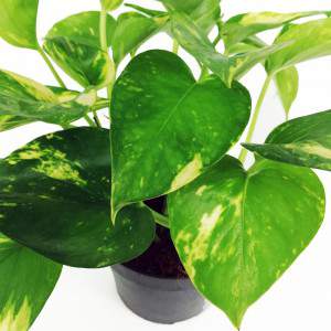 POTHOS EPIPREMNUM foglia