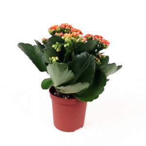 Kalanchoe pomarańczowy kwiat