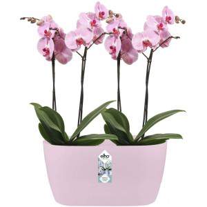 Elho Brussels Orchid Duo 25 - Flowerpot - Soft Pink - Indoor - Ø 25 x H 12.6 cm