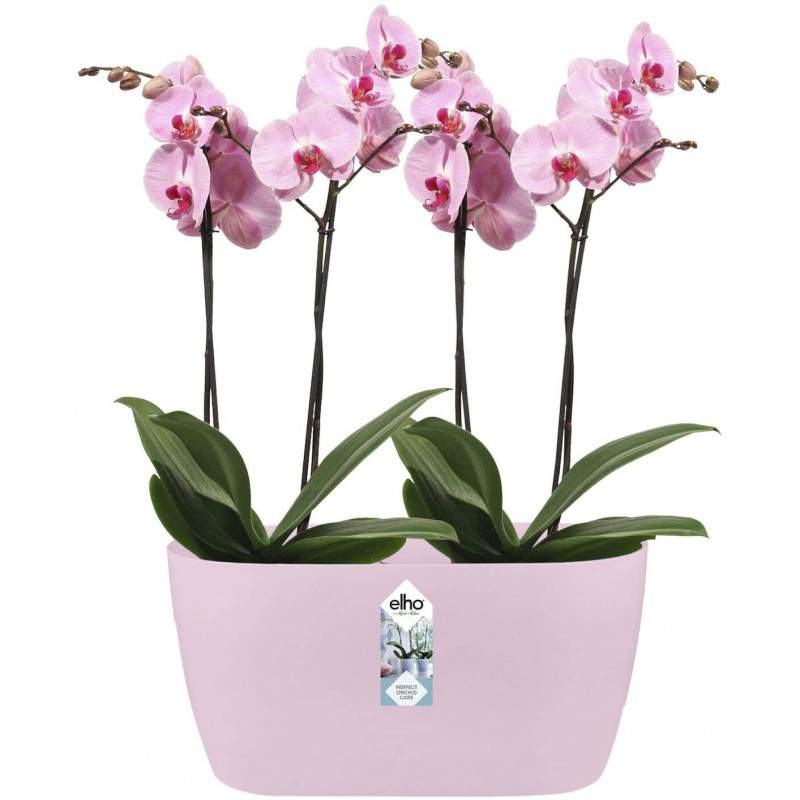 Elho Brussels Orchid Duo 25 - Doniczka - Delikatny Różowy - Wewnątrz - Ø 25 x W 12,6 cm