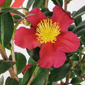 Camellia Sasanqua - winter camellia sazankwa 17cm