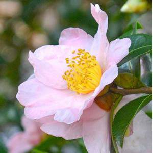 Camellia rosa Sasanqua