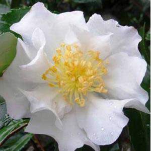Camellia Sasanqua - winter camellia sazankwa 17cm