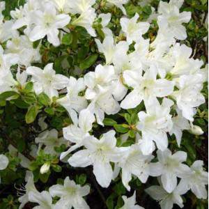 Azalea o Rododendro - Rosa delle Alpi fiore bianco