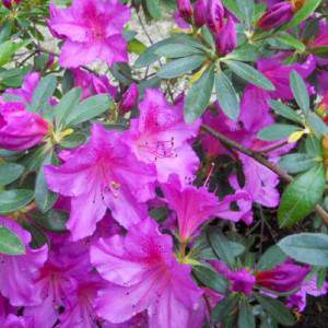 Azalea o Rododendro - Rosa delle Alpi fiore violaceo