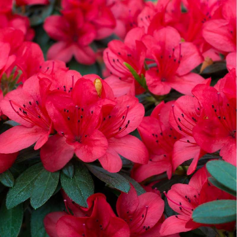 Azalea o Rododendro - Rosa delle Alpi fiore rosso