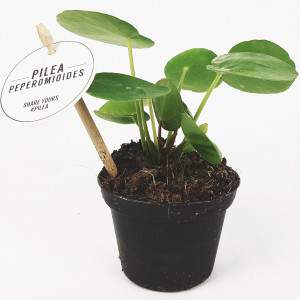 Pilea peperomioides ou planta moeda chinesa em vaso de 8 cm