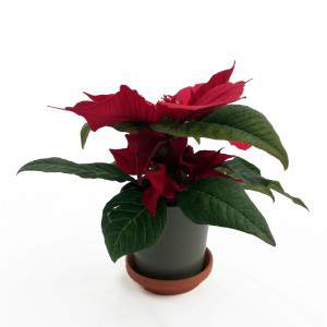 Christmas Star Plant