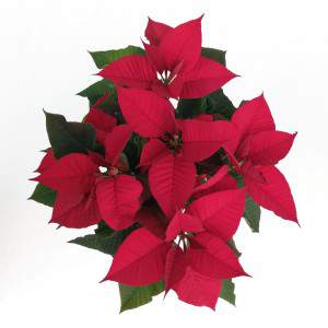 Christmas Star Plant