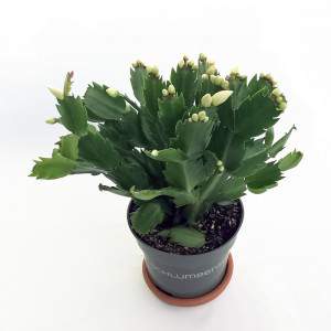 Schlumbergera Cactus di Natale vaso 13 fucsia