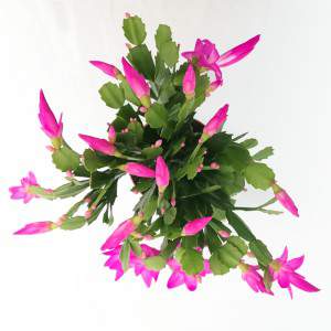 Christmas cactus pot 13 fuchsia