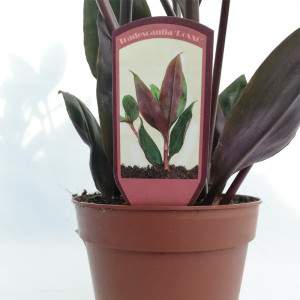 Tradescantia spathacea or Misery Herb vase 12cm