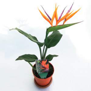 Strelitzia Blume compo