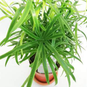 Asparagus plant