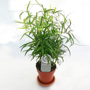 Asparagus plant