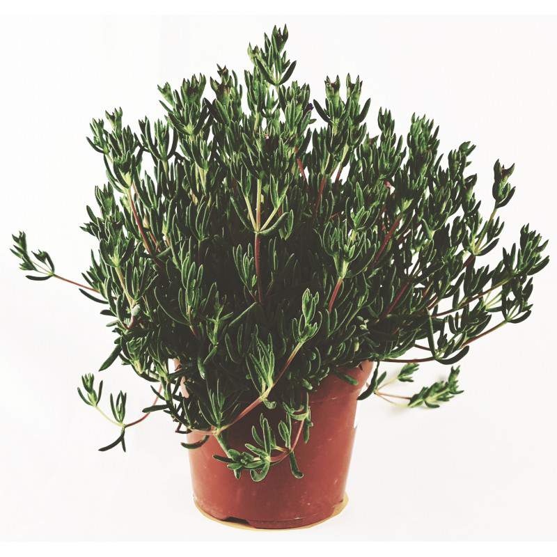 Misembryanthenum - Plante succulente - pot 14cm