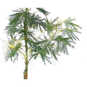 Branches de Mimosa Acacia Dealbata parfumées