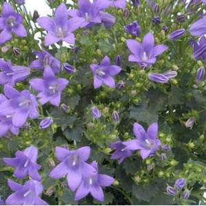 Campanula Dalmata Portenschlagiana fleur bleue