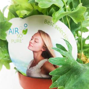 PHLEBODIUM plant purifies air
