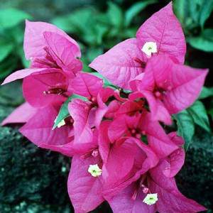 Bougainvillea fiore fucsia