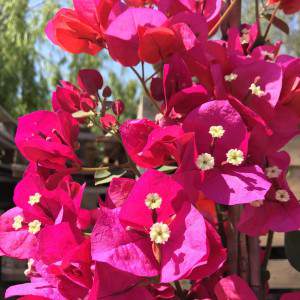 Bougainvillea fiore rosso