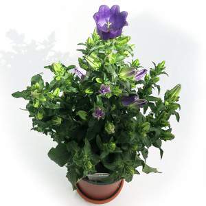 Vase CAMPANULA APPEAL 14 violet