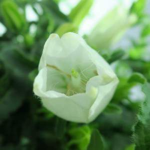 CAMPANULA APPEAL vaso 14 fiore bianco