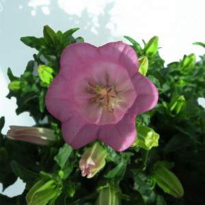 fiore di CAMPANULA APPEAL vaso 14 viola