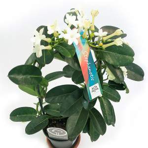 VASE STEPHANOTIS 12CM