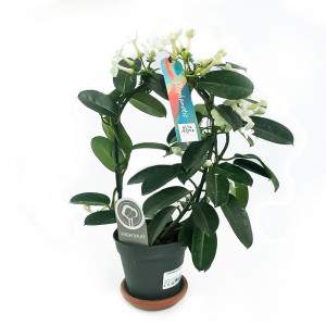 VASE STEPHANOTIS 12CM