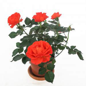 Rote Rosenpflanzenvase 11cm