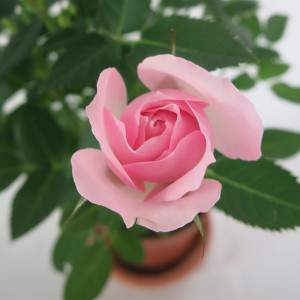 Pink rose vase 11cm