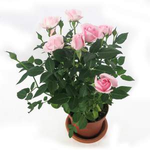 Rose plant pot 11cm pink color