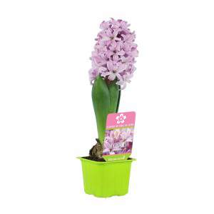 Giacinto Hyacinthus in vaso rosa fiorito