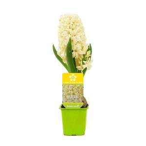 Hyacinth Hyacinthus in vase