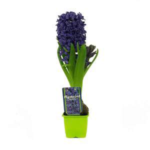 Hyacinth Hyacinthus em vaso de flores azul