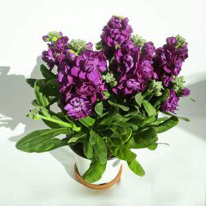 VIOLACIOCCA vase 14cm purple