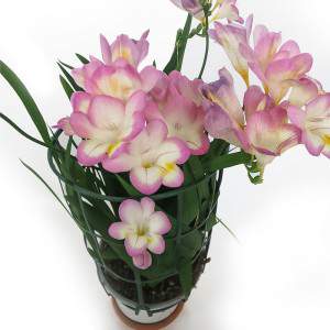 Fresia - Freesia pianta in...